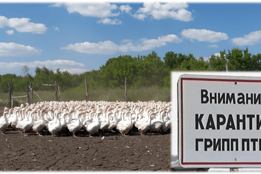 В Башкирии впервые зарегистрирован случай заражения птичьим гриппом