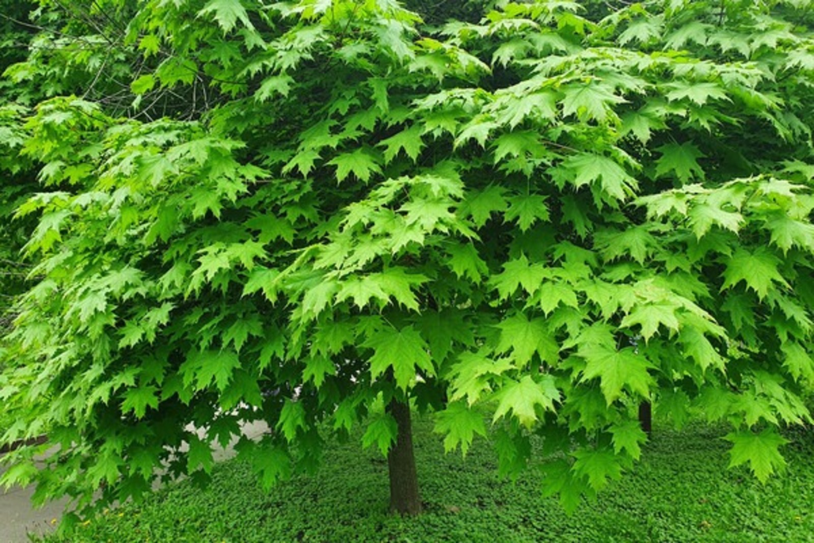 Shutterstock/FOTODOM 📷