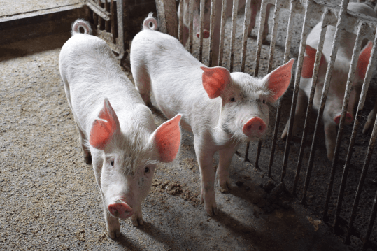 Африканская чума свиней подступает к границам Башкирии