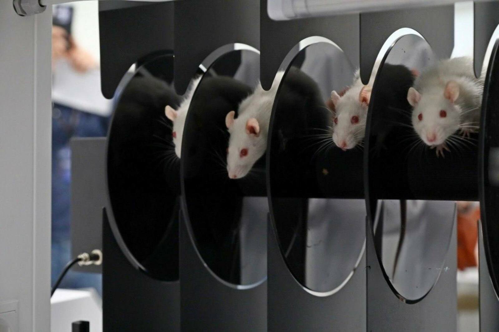 В кампусе перешли на новый этап исследований в разработке антидепрессанта