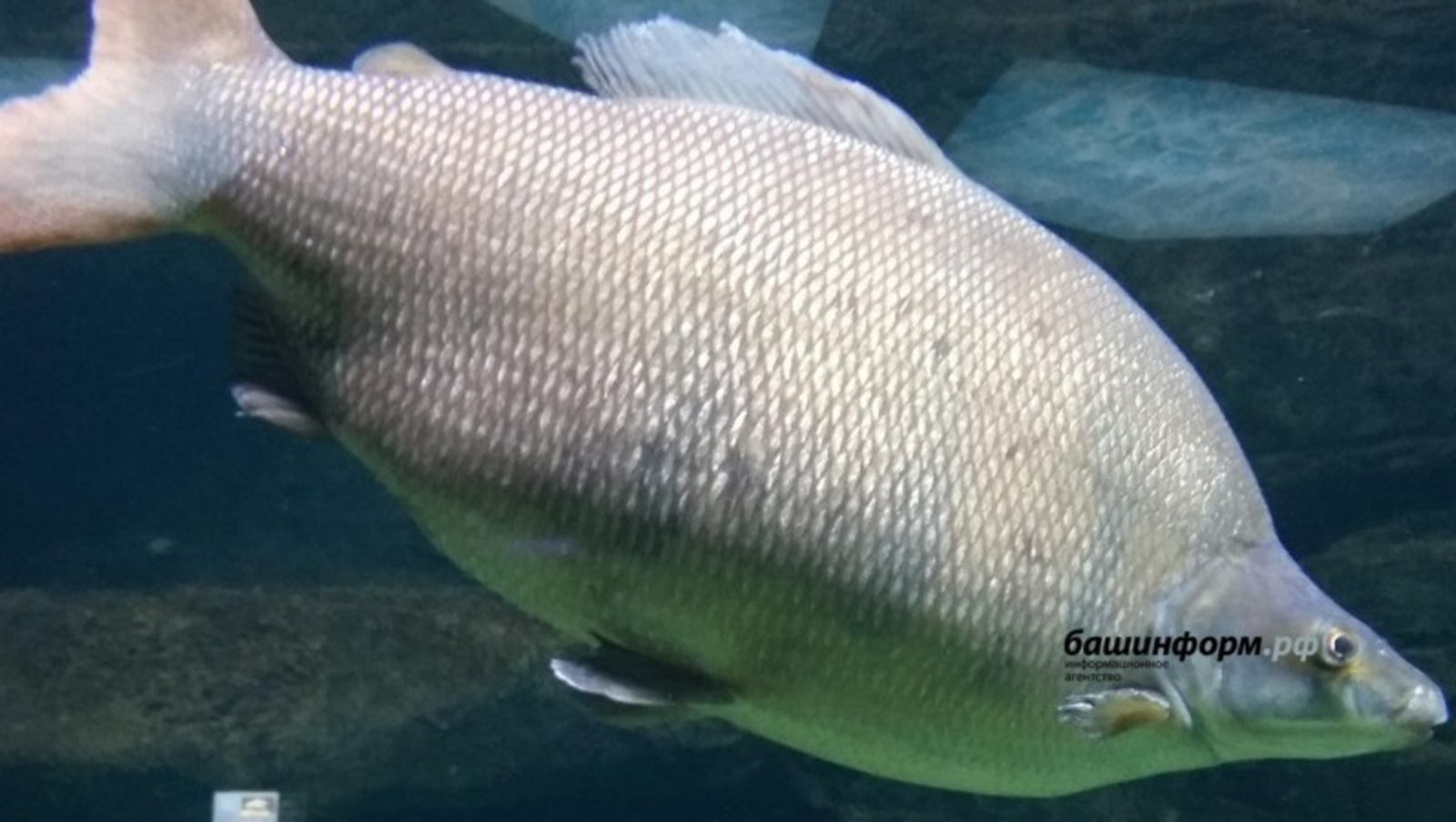 В Башкирии вводится нерестовый запрет