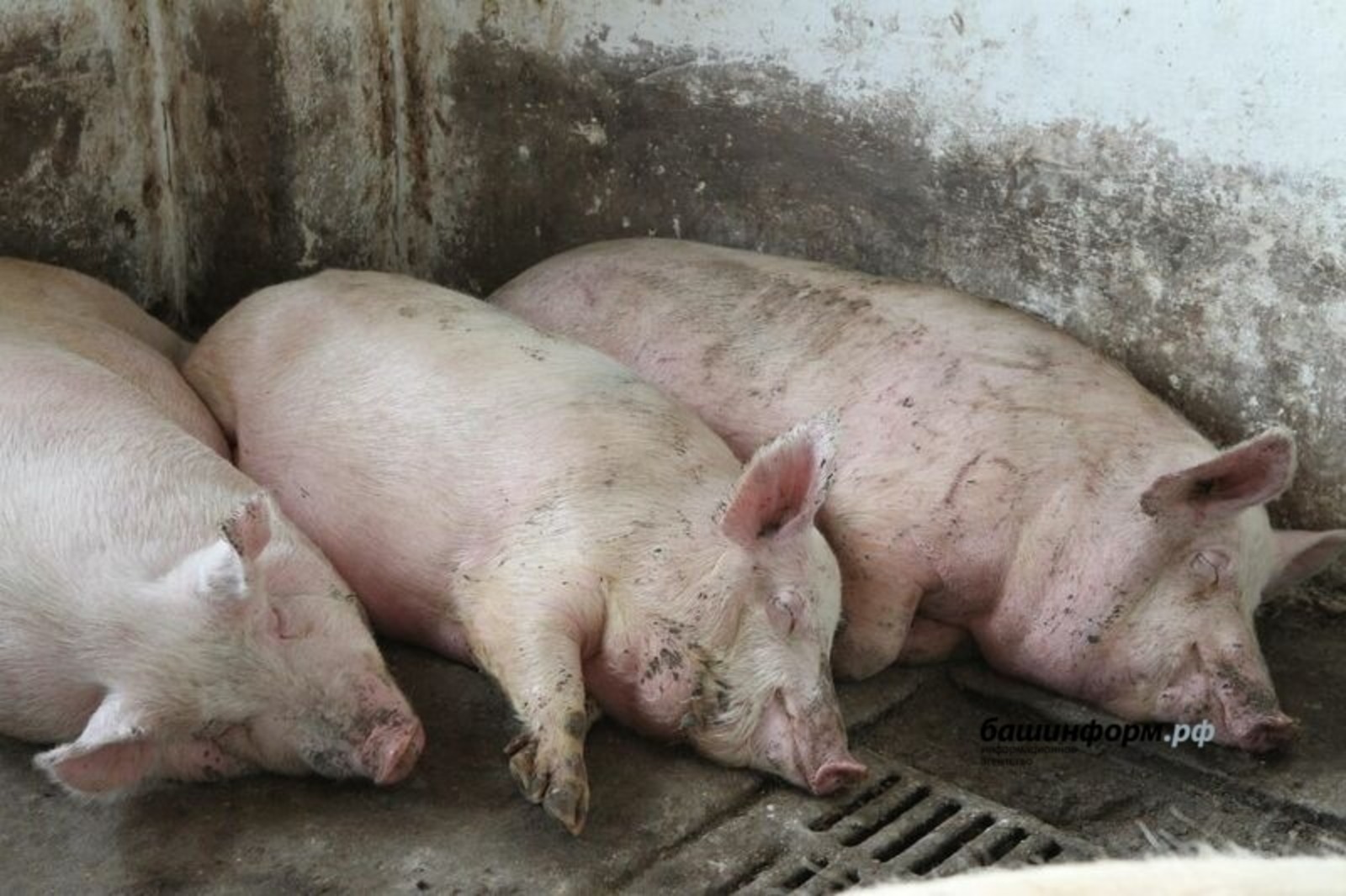 В Башкирии впервые выявлен вирус африканской чумы свиней