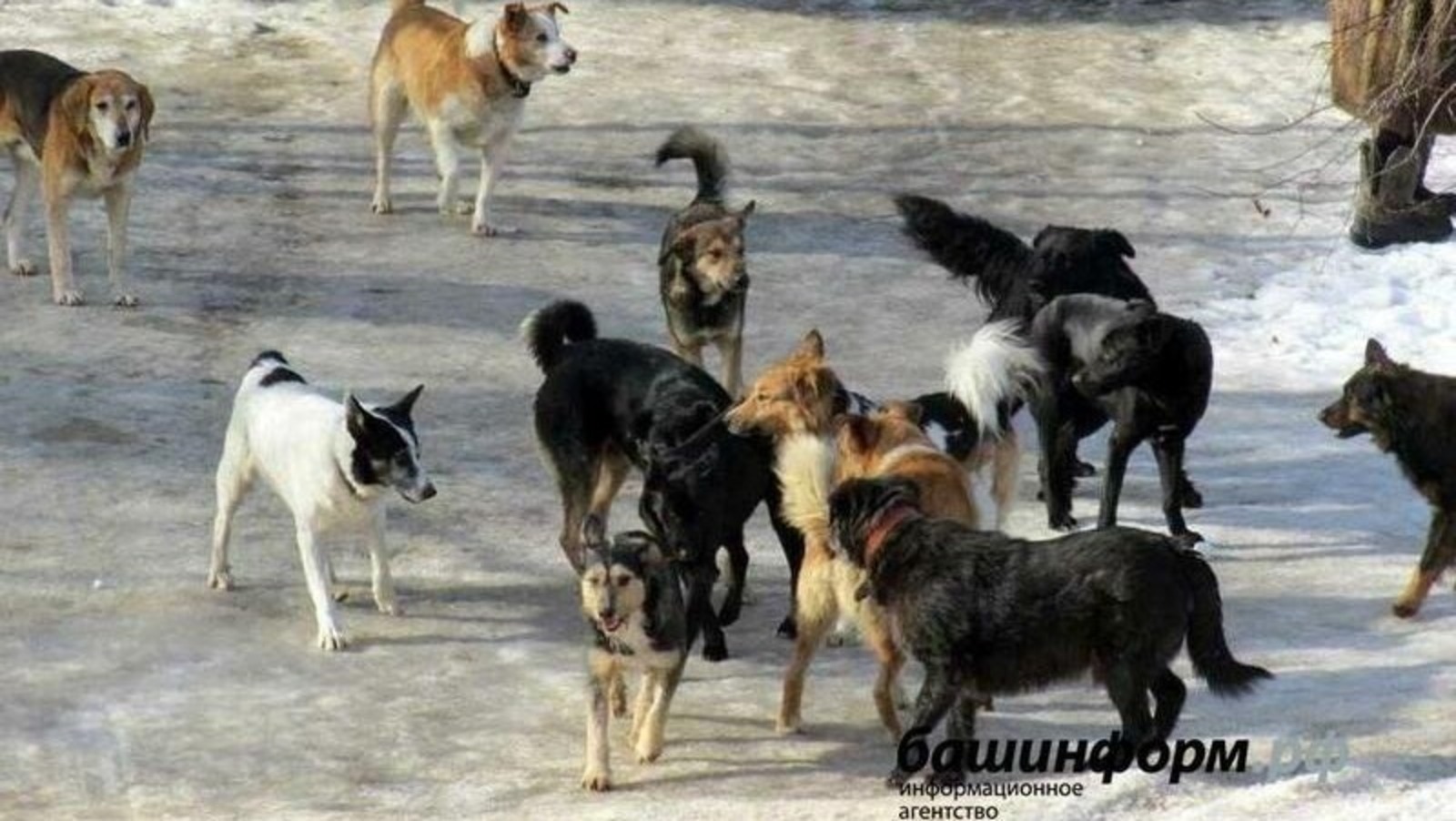В Госдуму внесут законопроект об уголовной ответственности для чиновников за нападение собак
